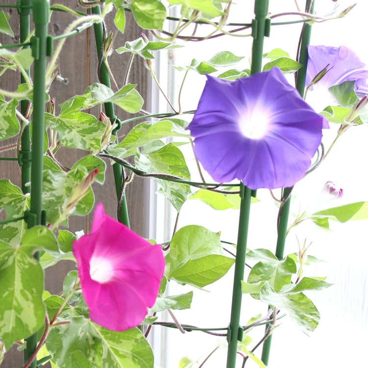 ī��ʥ��������ˤι���(����ɤ�)��Ω�ơ�6��ȭ��