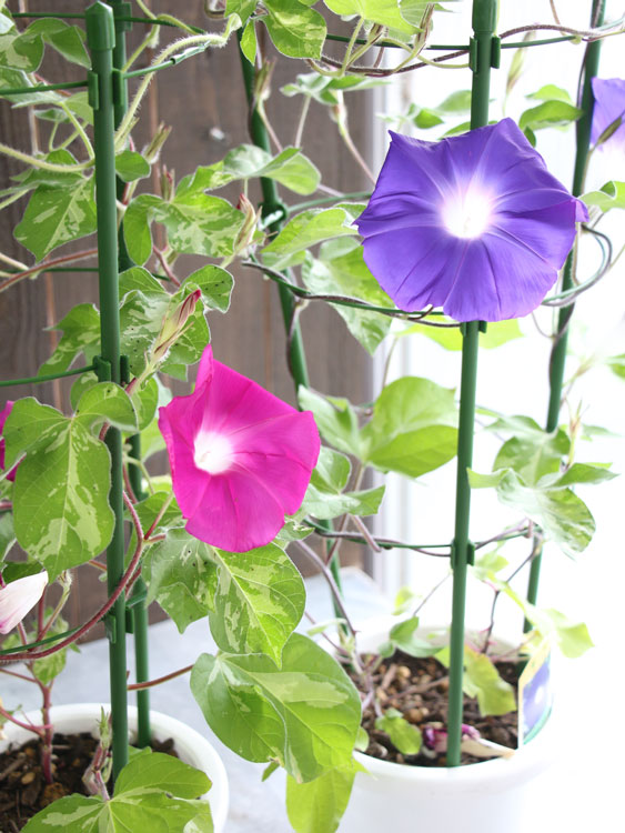 ī��ʥ��������ˤι���(����ɤ�)��Ω�ơ�6��ȭ��