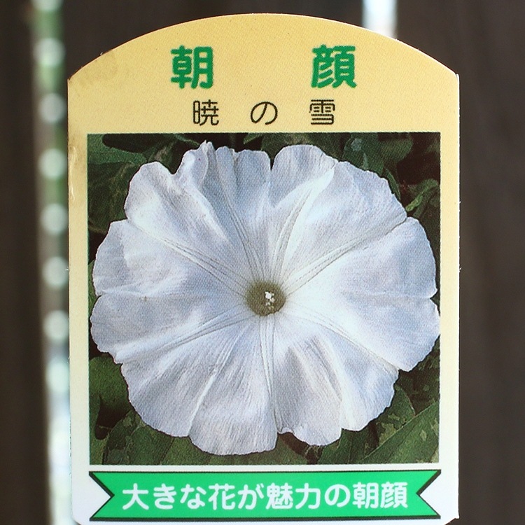 ī��ʥ��������ˤι���(����ɤ�)��Ω�ơ�6��ȭ��