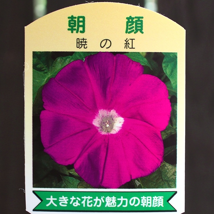 ī��ʥ��������ˤι���(����ɤ�)��Ω�ơ�6��ȭ��