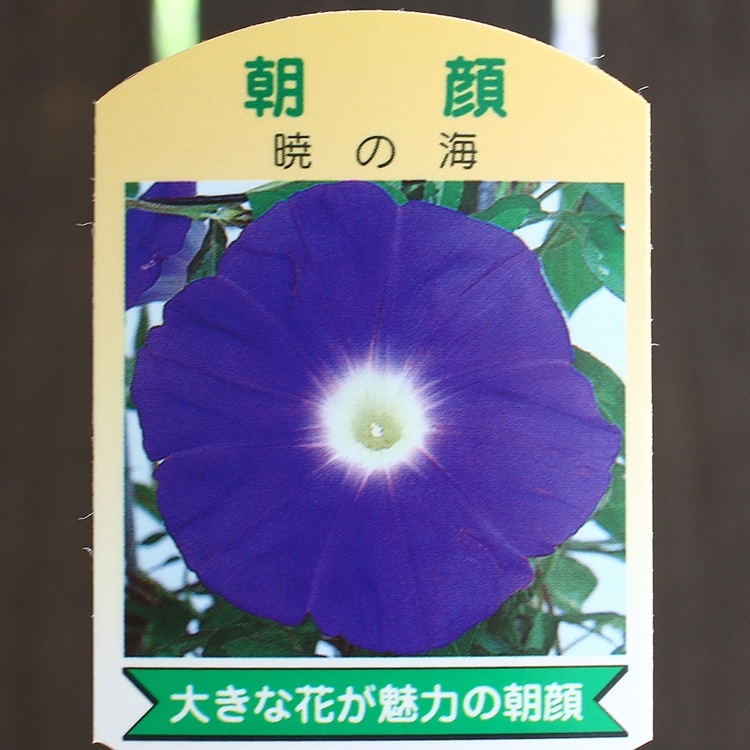 ī��ʥ��������ˤι���(����ɤ�)��Ω�ơ�6��ȭ��