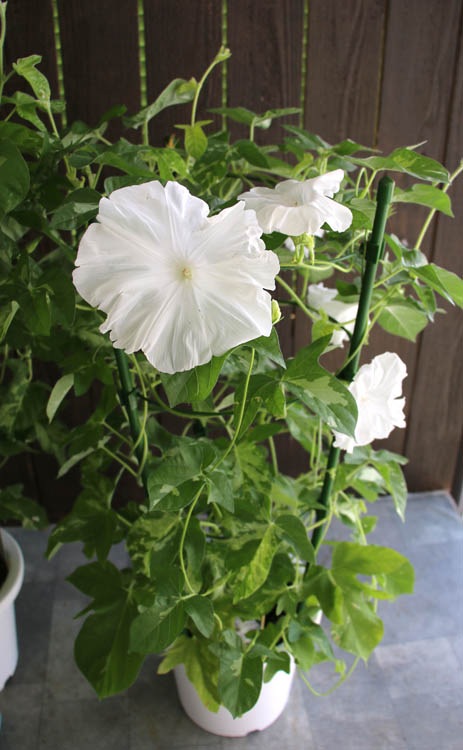 ī��ʥ��������ˤι���(����ɤ�)��Ω�ơ�6��ȭ��