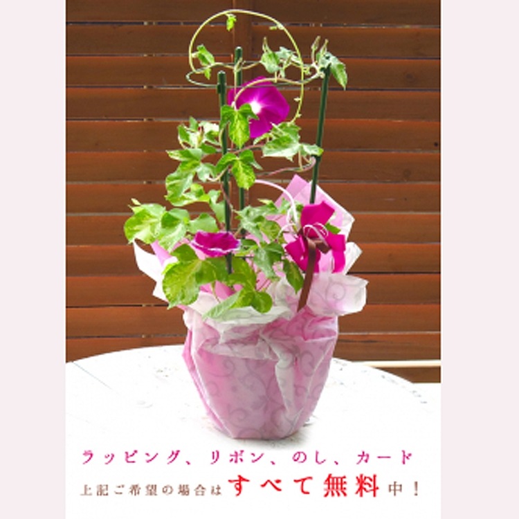 ī��ʥ��������ˤι���(����ɤ�)��Ω�ơ�6��ȭ��