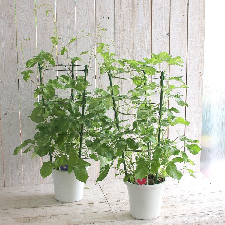 ī��ʥ��������ˤι���(����ɤ�)��Ω�ơ�6��ȭ��