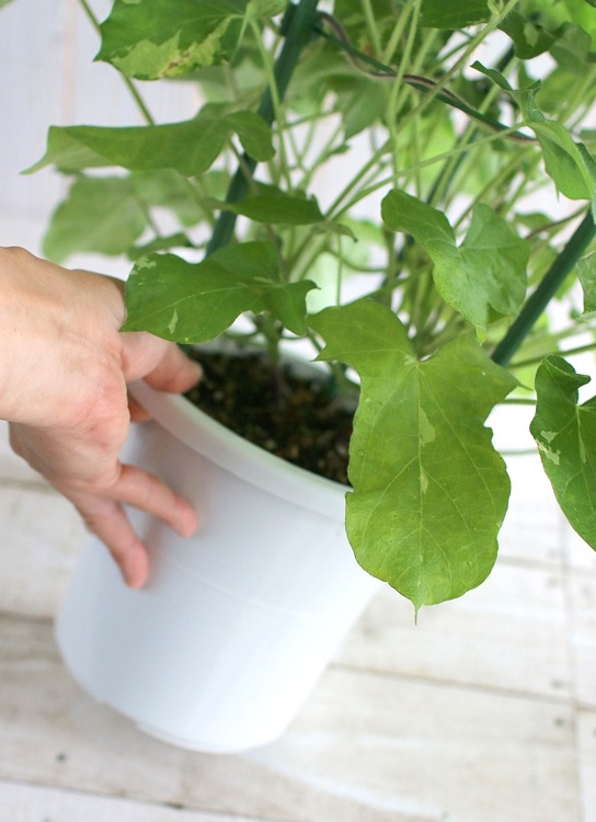 ī��ʥ��������ˤι���(����ɤ�)��Ω�ơ�6��ȭ��