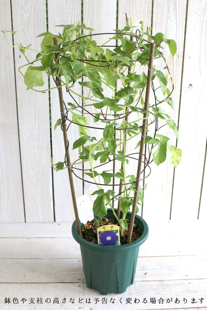 ī��ʥ��������ˤι���(����ɤ�)��Ω�ơ�6��ȭ��