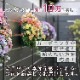 ֤ ޤϥ󥮥 󤻿 L(411ޤǳ)