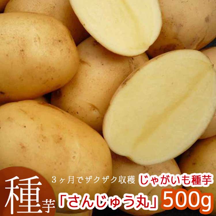 ITANSE 秋植えじゃがいもの種芋 品種：デジマ 60kg(充填時) 野菜の苗