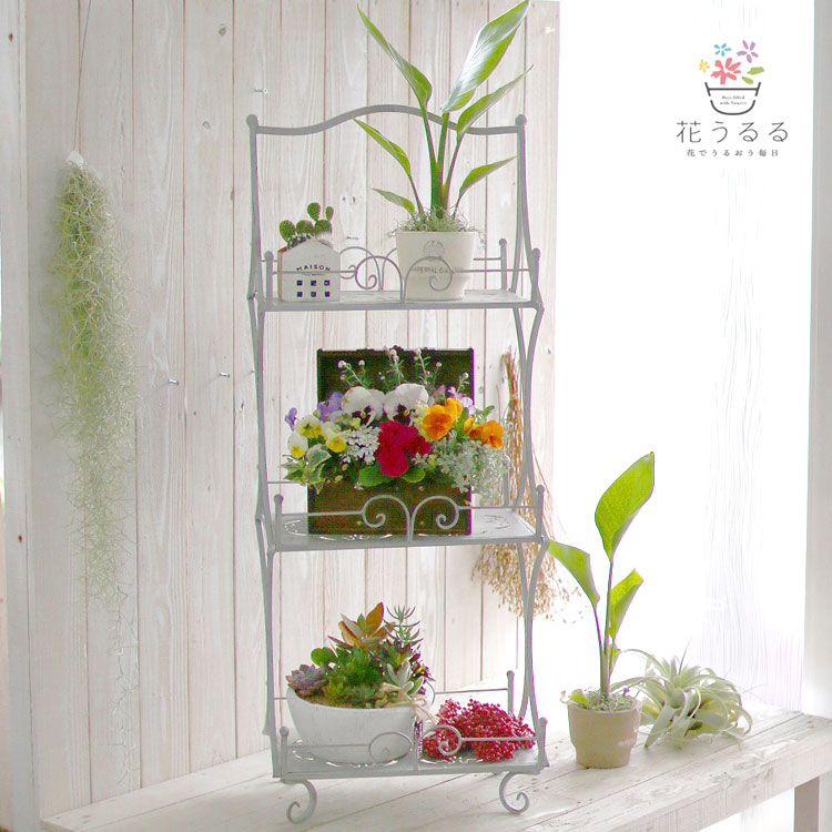 ̵ ƱԲġ۹⤵95cm ֥եʥå