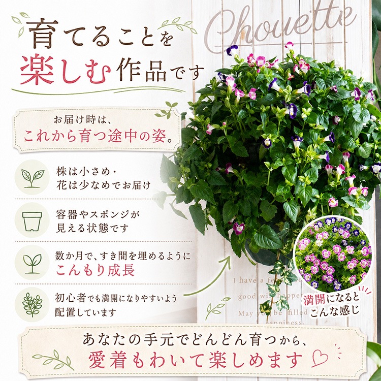 ��� �ϥ󥮥󥰥Х����å� �󤻿��� [�ȥ�˥���] M������ 