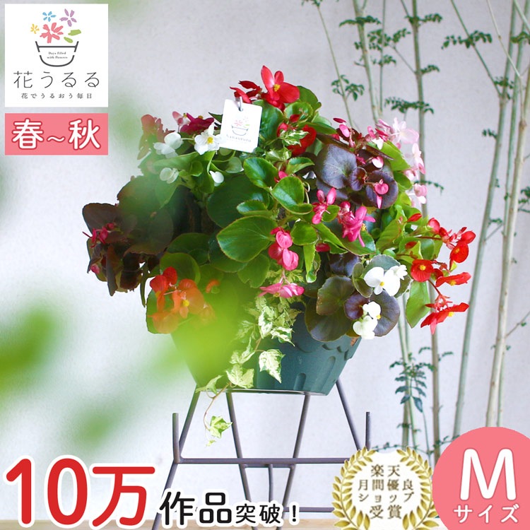 ��� �ϥ󥮥󥰥Х����å� �󤻿��� [�٥��˥���] M������
