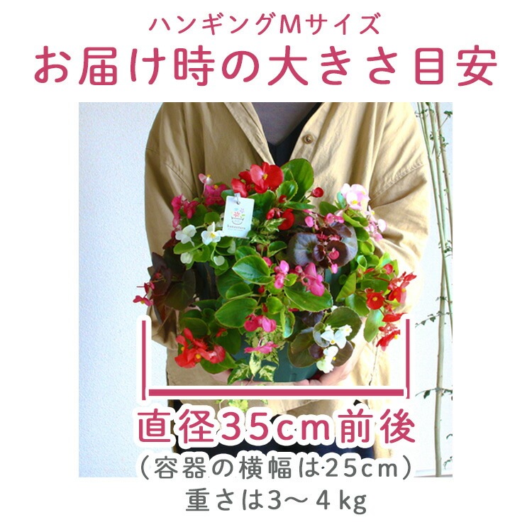��� �ϥ󥮥󥰥Х����å� �󤻿��� [�٥��˥���] M������