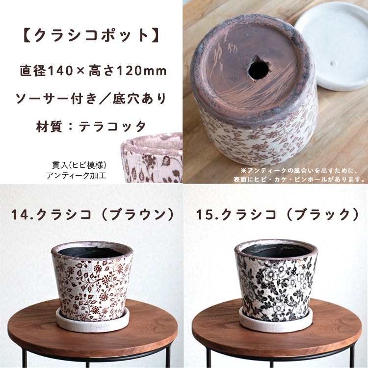 ���֤���� ���ޤ������ֵ���δ󤻿���in�ݥå�(5�極����)��