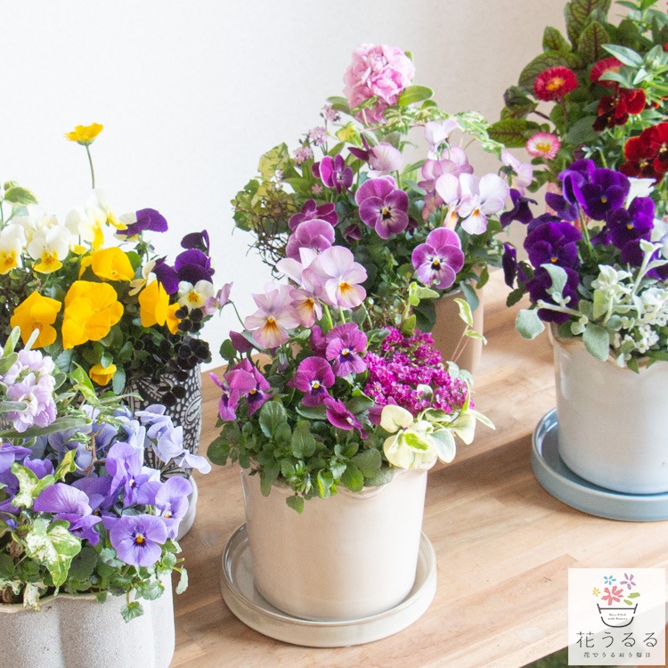 ���֤���� ���ޤ������ֵ���δ󤻿���in�ݥå�(5�極����)��