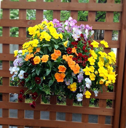 ӥΥϥ󥮥󥰥Хå 󤻿 [ɥåMIX] M ץ