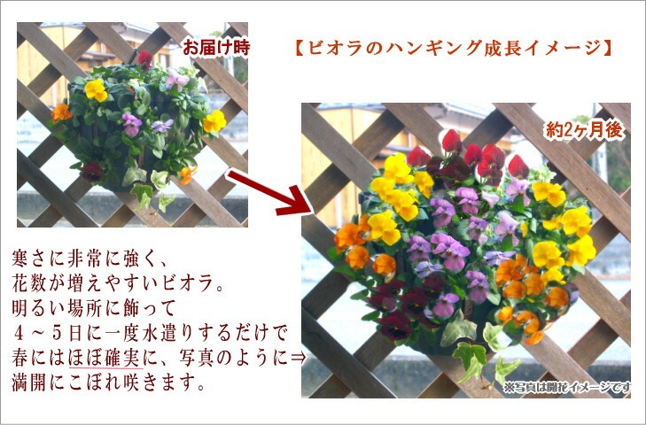 ӥΥϥ󥮥󥰥Хå 󤻿 [ɥåMIX] M ץ