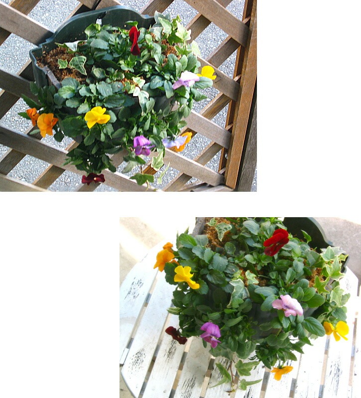 ӥΥϥ󥮥󥰥Хå 󤻿 [ɥåMIX] M ץ