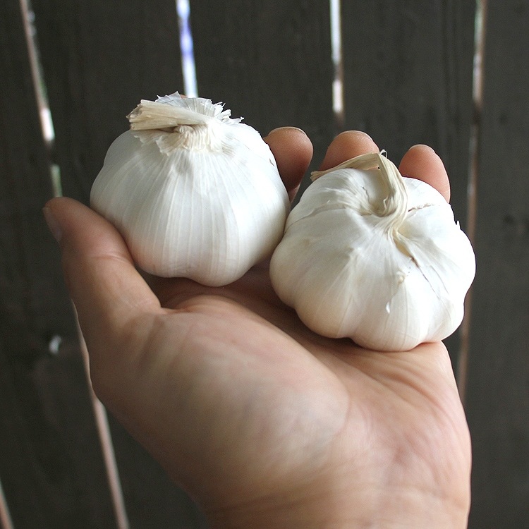 �� �����˥�˥� (���������˼�� 2��סʹ� �ˤ�ˤ� �� �˥�˥� ���ƥ� ��� �� �� �����ڱ� ��