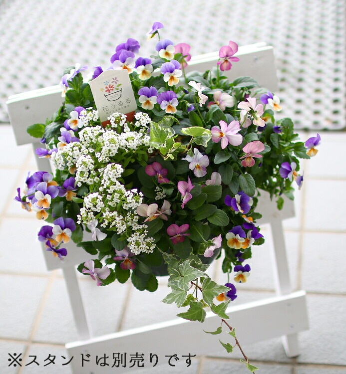[̵] ӥΥϥ󥮥󥰥Хåȴ󤻿 ֥֥롼쥤(ץ)ִƤޤ