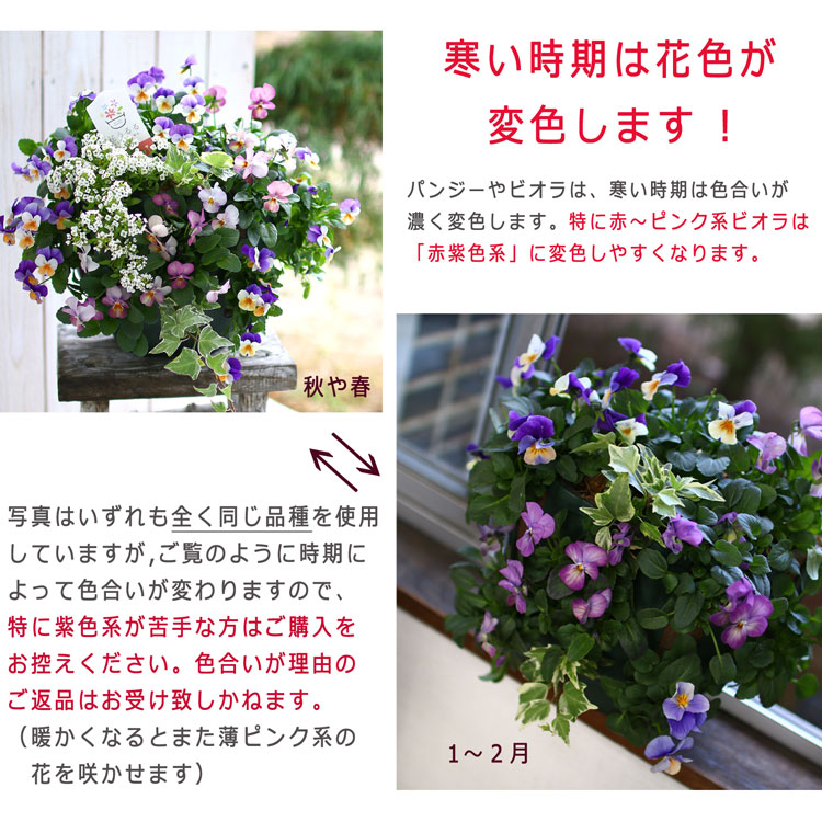 [̵] ӥΥϥ󥮥󥰥Хåȴ󤻿 ֥֥롼쥤(ץ)ִƤޤ