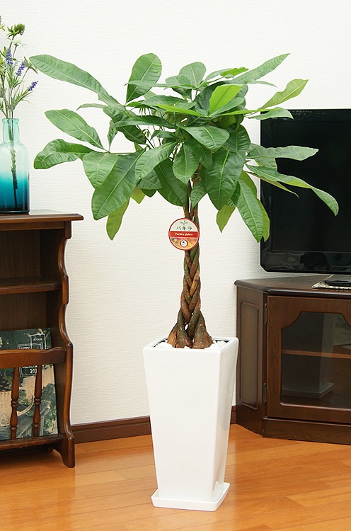 ���տ�ʪ �ѥ��� 7��ѹ�ƫ��ȭ �⤵��100cm  