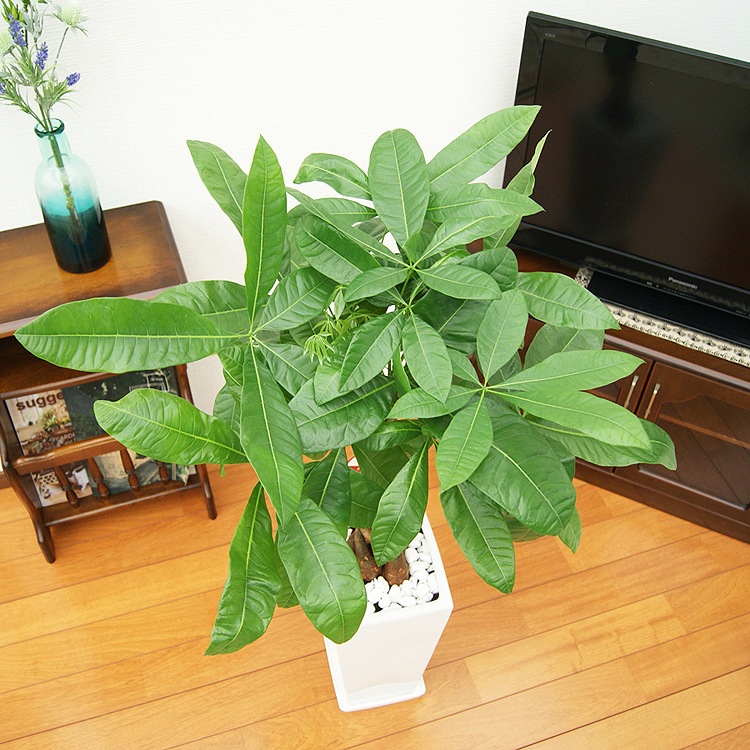 ���տ�ʪ �ѥ��� 7��ѹ�ƫ��ȭ �⤵��100cm  