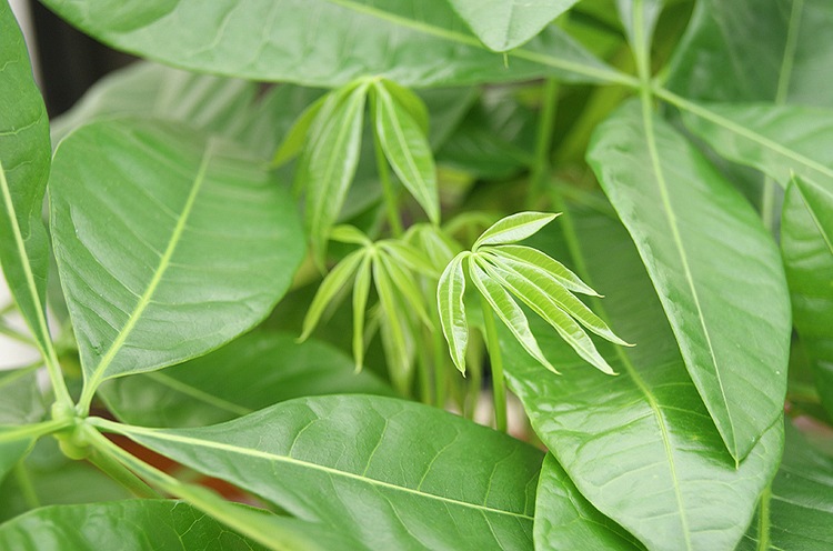 ���տ�ʪ �ѥ��� 7��ѹ�ƫ��ȭ �⤵��100cm  