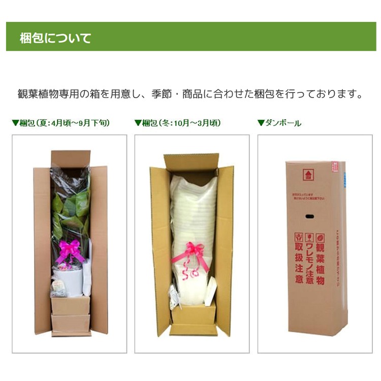 ���տ�ʪ �ѥ��� 7��ѹ�ƫ��ȭ �⤵��100cm  