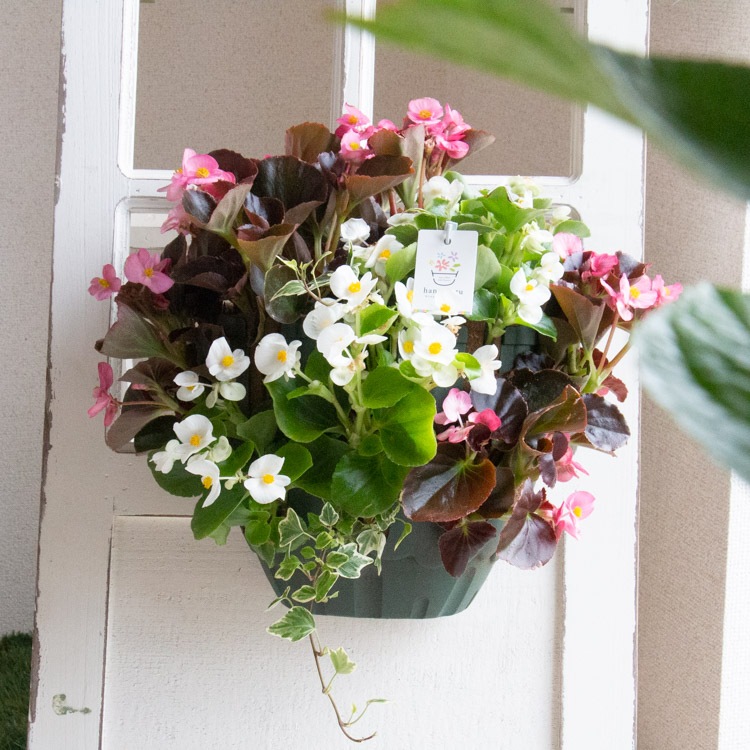 �٥��˥��Υϥ󥮥󥰴󤻿��� [ŷ����(����ץ�)] �վ޴�:4-11��