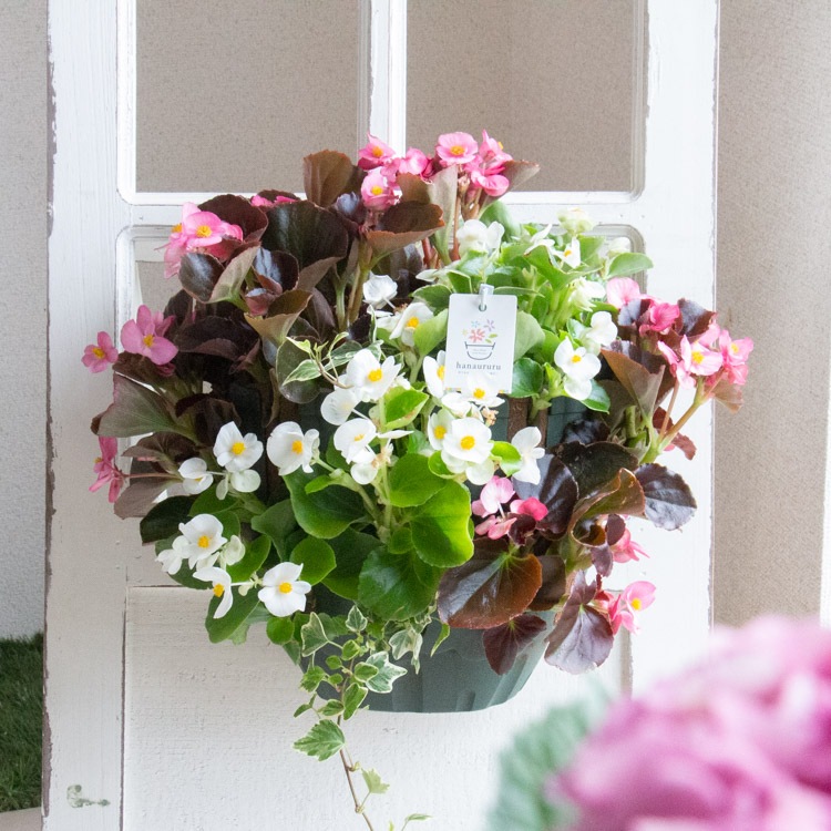 �٥��˥��Υϥ󥮥󥰴󤻿��� [ŷ����(����ץ�)] �վ޴�:4-11��