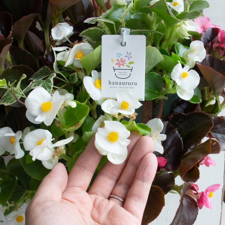 �٥��˥��Υϥ󥮥󥰴󤻿��� [ŷ����(����ץ�)] �վ޴�:4-11��