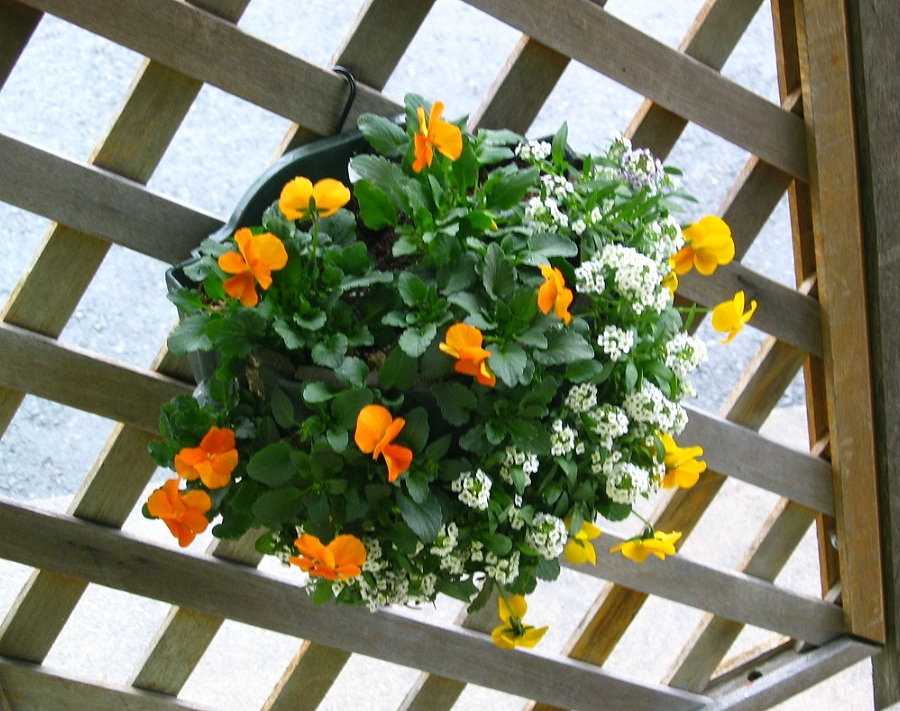 ビオラのハンギングバスケット寄せ植え 「GALAXY~イエロー&オレンジ」(シンプル)