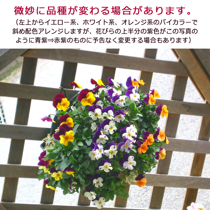 ӥΥϥ󥮥󥰥Хå ֤ 󤻿 [JP-mix] M ץ