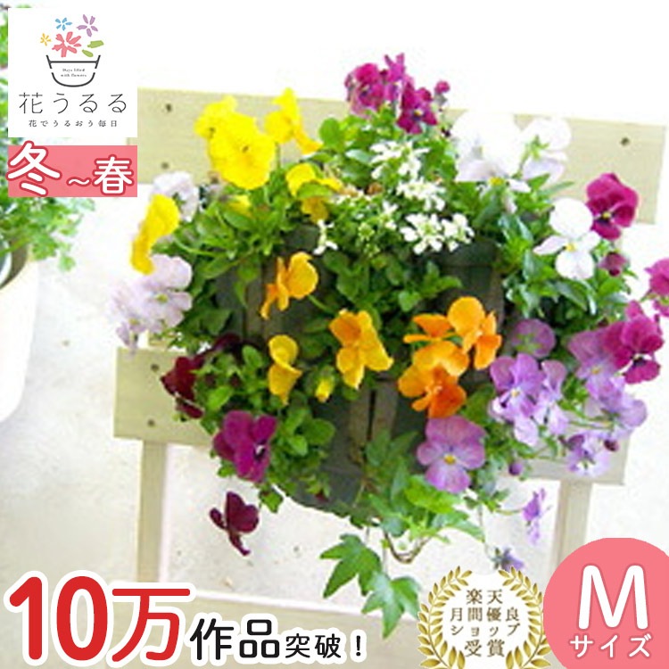 ӥΥϥ󥮥󥰥Хå ֤ 󤻿 [쥤ɥå] M ץ