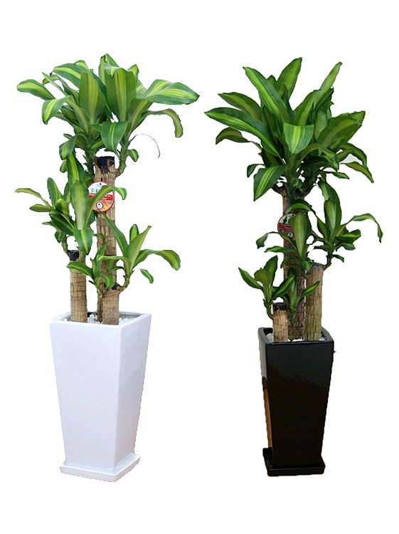 ���տ�ʪ ��ʡ����7��ѹ�ƫ��ȭ �⤵��1.1m �ɥ饻�ʡ��ޥå��󥲥��ʡ�mass07-001002 ��