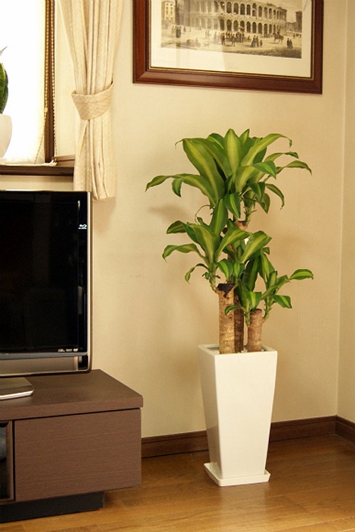 ���տ�ʪ ��ʡ����7��ѹ�ƫ��ȭ �⤵��1.1m �ɥ饻�ʡ��ޥå��󥲥��ʡ�mass07-001002 ��