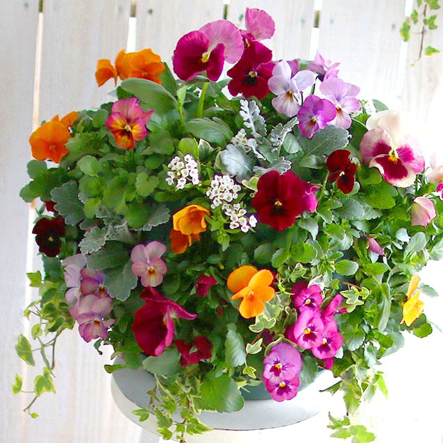 ѥ󥸡ӥΥϥ󥮥󥰥Хå ֤ 󤻿 [ץߥ] L