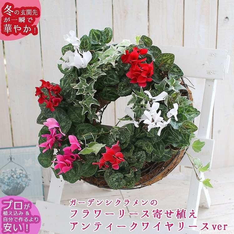 ガーデンシクラメンのリース寄せ植え【ワイヤーリースver