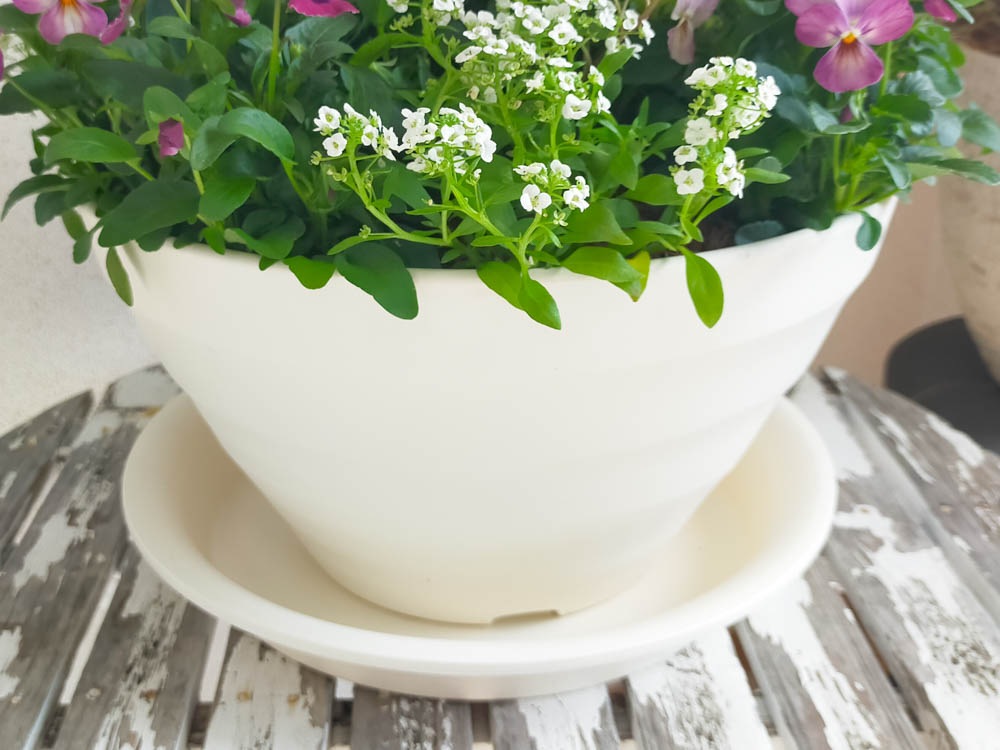 ����եȥץ졼�� 30�ʣ�����ľ��28.9cm �⤵4.2cm��