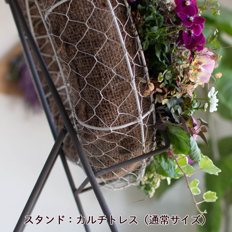 ֤ ꡼ 󤻿 [ LL]ޤ&ᥤɲ