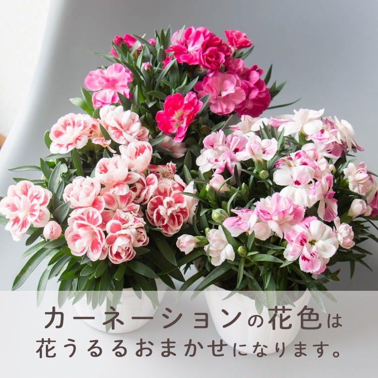 ������� �٤�Ƥ������������֤���� ���٤륮�եȥХå�or�ڹ����ե���åԥ󥰡ڥ����͡�����󡦥���󥳥��۲� ȭ���� ������� ������ ȭ �� �� ��ȭ ���� �ե����ե� �� ���� ���� ��� £��ʪ Ĺ���� ���� ���� �ԥ� ��å� ���� ��������ե�2026