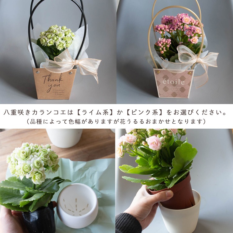 ������� �٤�Ƥ������������֤���� ���٤륮�եȥХå�or�ڹ����ե���åԥ󥰡ڥ����͡�����󡦥���󥳥��۲� ȭ���� ������� ������ ȭ �� �� ��ȭ ���� �ե����ե� �� ���� ���� ��� £��ʪ Ĺ���� ���� ���� �ԥ� ��å� ���� ��������ե�2026