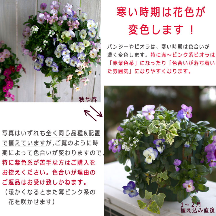 ӥΥϥ󥮥󥰥Хå 󤻿 [ѥƥС] M ץ