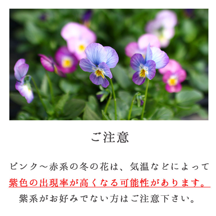 ӥΥϥ󥮥󥰥Хå 󤻿 [ѥƥС] M ץ