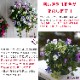 ӥΥϥ󥮥󥰥Хå 󤻿 [ѥƥС] M ץ