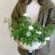 ��¿ǯ���������ǯ��餯�������ѡ����ߥ˥Х�Υϥ󥮥󥰴󤻿����ڥ��꡼�󥢥������ɳݤ����ˡ�
