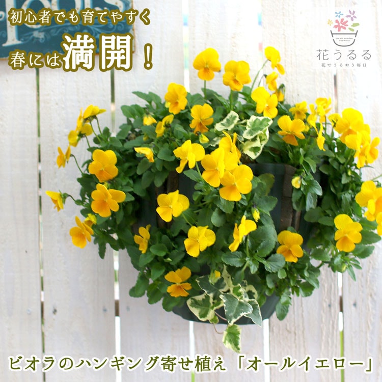 オールイエロー