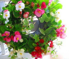 ֥٥˥Υϥ󥮥 󥰡׽դս˳