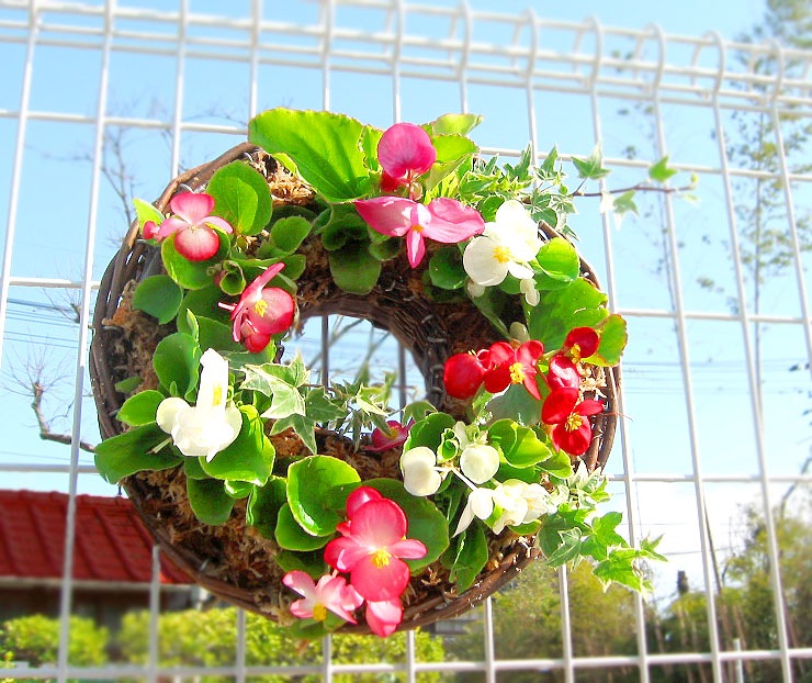 ֥٥˥Υϥ󥮥 󥰡׽դս˳