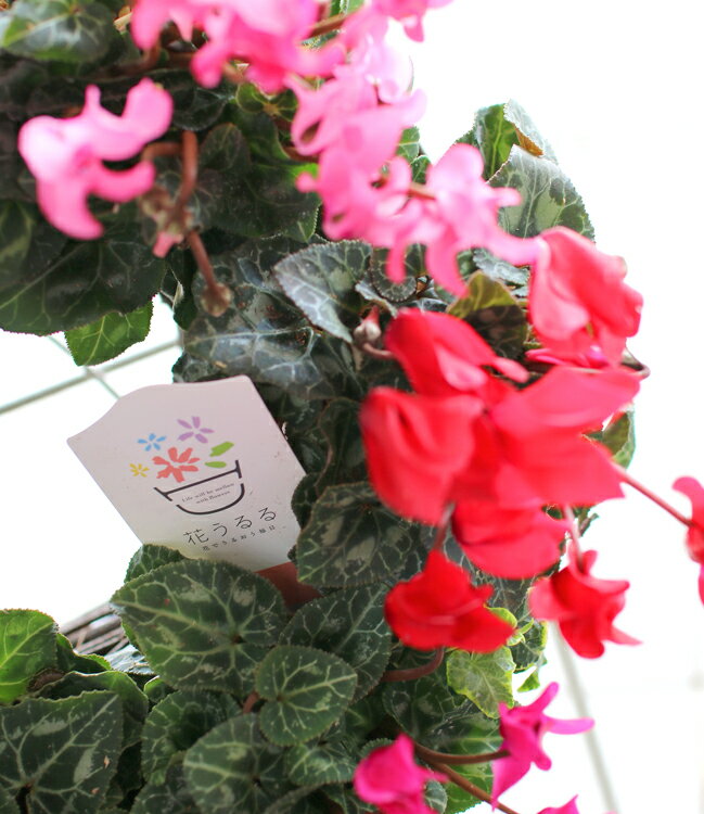 �꡼�� �󤻿����ڥ����ǥ󥷥�����Υϥ󥮥�*��󥰡�